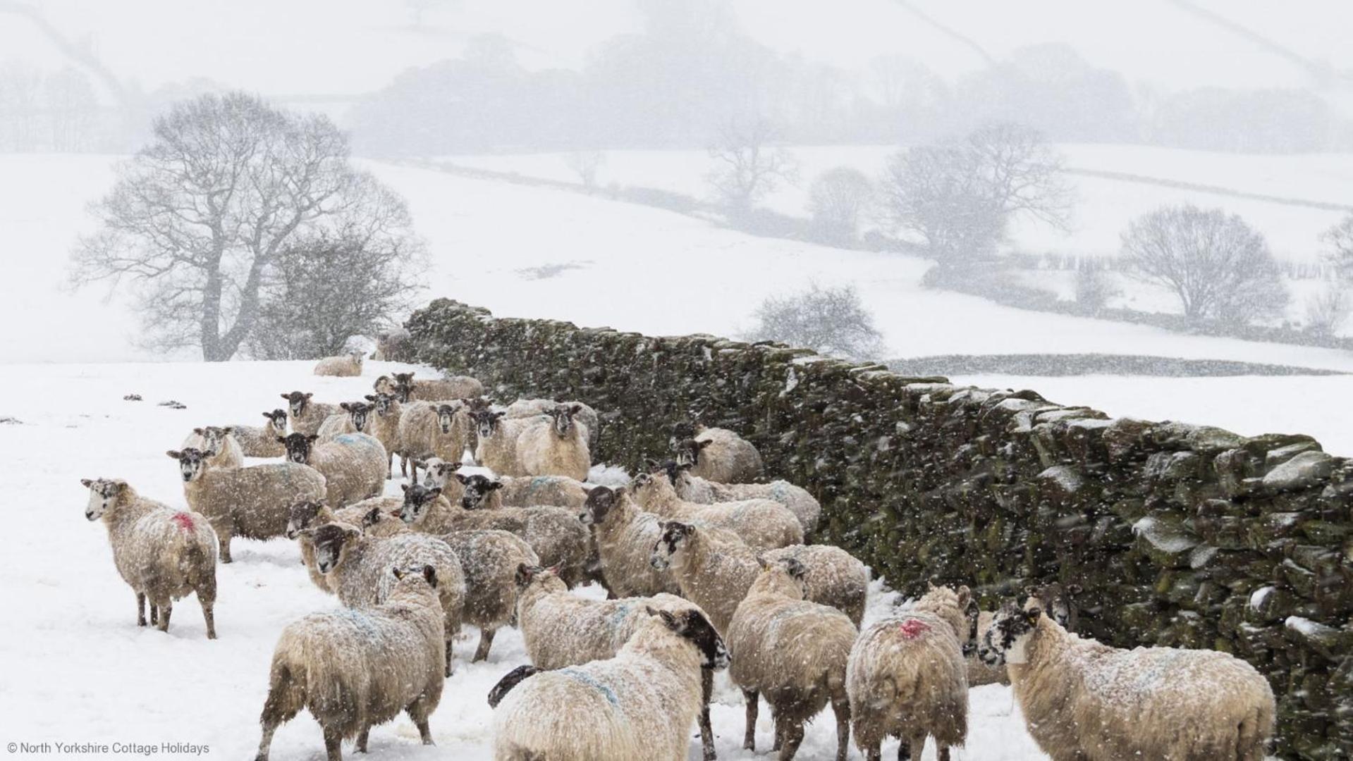 Picturesque Stone Cottage In The Heart Of North Yorkshire Village - Hideaway Cottage Esterno foto